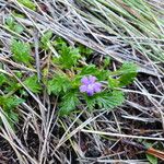 Geranium potentillifolium Flower