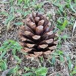 Pinus hartwegii Fruit