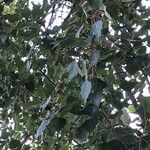 Populus x canadensis Leaf