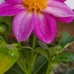 Dahlia tenuicaulis Floro