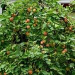 Malus pumila عادت داشتن