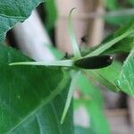 Ruellia tuberosa Fruit