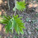 Sorbus americana Feuille