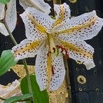 Lilium auratum Flower