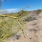 Parkinsonia microphylla ᱥᱟᱠᱟᱢ