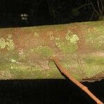 Tovomita longifolia Bark