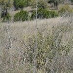 Yucca rupicola Habit