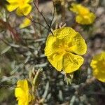 Helianthemum syriacum Flor
