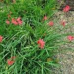 Hesperantha coccineaHabitus