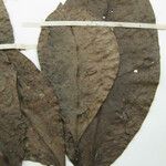 Neea floribunda Other