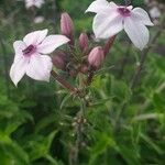 Otomeria oculata Flor