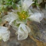 Paronychia kapela Flower