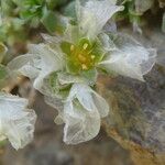 Paronychia kapela Flor