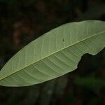 Virola michelii Hoja