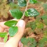 Cotoneaster simonsii Lapas