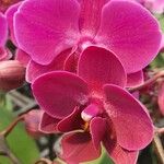 Phalaenopsis spp. Fiore