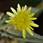 Pseudopodospermum brevicaule Flor