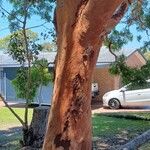 Eucalyptus camaldulensis Bark