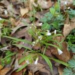 Claytonia virginica Žiedas