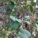 Smilax anceps عادت داشتن