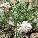 Oxytropis campestrisKwiat