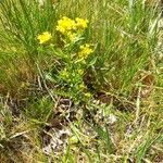 Barbarea stricta Habit