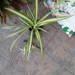 Chlorophytum comosum 整株植物