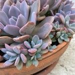 Echeveria lauiHoja