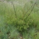 Lippia rehmannii Habit