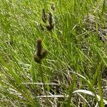 Carex montana പുഷ്പം