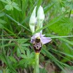 Ophrys fuciflora മറ്റ്