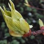 Cornus alba برگ