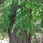 Salix babylonica Hoja
