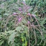 Eirmocephala brachiata Flower