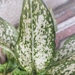 Aglaonema costatum পাতা