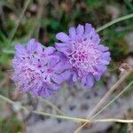 Scabiosa cinerea 花