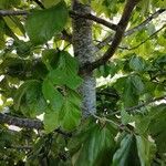 Parrotia subaequalis Corteza