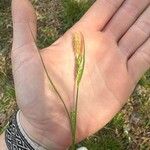 Carex blanda Лист