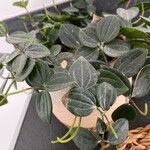 Peperomia quadrangularisफूल