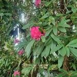 Rhododendron arboreum Fiore