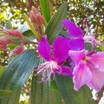 Tibouchina granulosa Flor