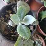 Kalanchoe gastonis-bonnieri Ліст
