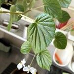 Begonia hirtella Blad