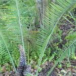 Encephalartos villosus Hábito