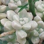 Sedum mendozae 叶