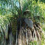 Acrocomia aculeata Fruto
