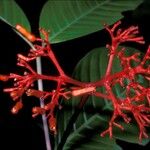 Palicourea longiflora Цвят