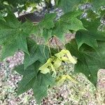 Acer cappadocicum Листок