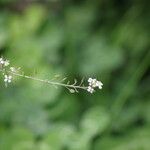 Lepidium graminifolium 果實