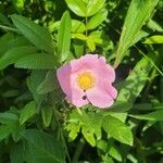 Rosa virginiana Цветок